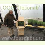 Сеянцы, упакованные в картонные коробки